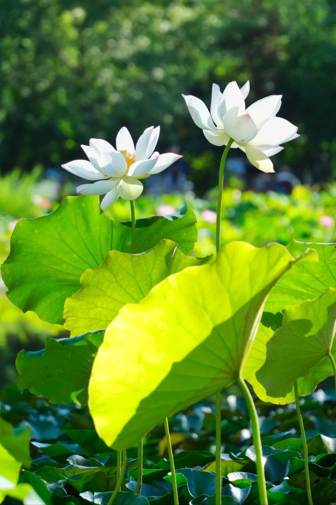 大暑时节,云赏杨中夏与荷_摄影家协会_视频_荷花