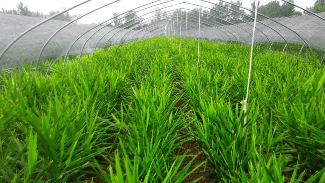 亩产万斤!"姜"来可期!_种植_临泉县_张海涛