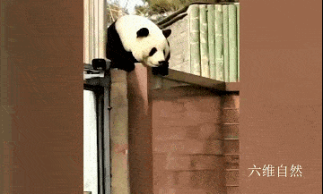 秦岭野生大熊猫与羚牛相遇，熊猫逃跑得很溜，羚牛会威胁大熊猫吗？