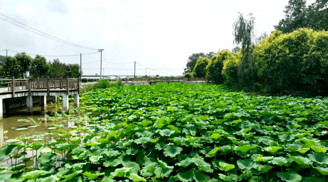 罗屯镇随海村:绘就乡村振兴新画卷【鱼台故事—村庄】_种植_发展_服务