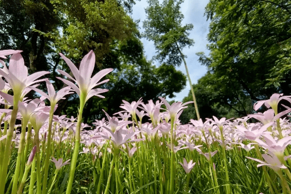 南宁市人民公园3000平米的风雨兰悄然绽放!梦幻般的花海啊