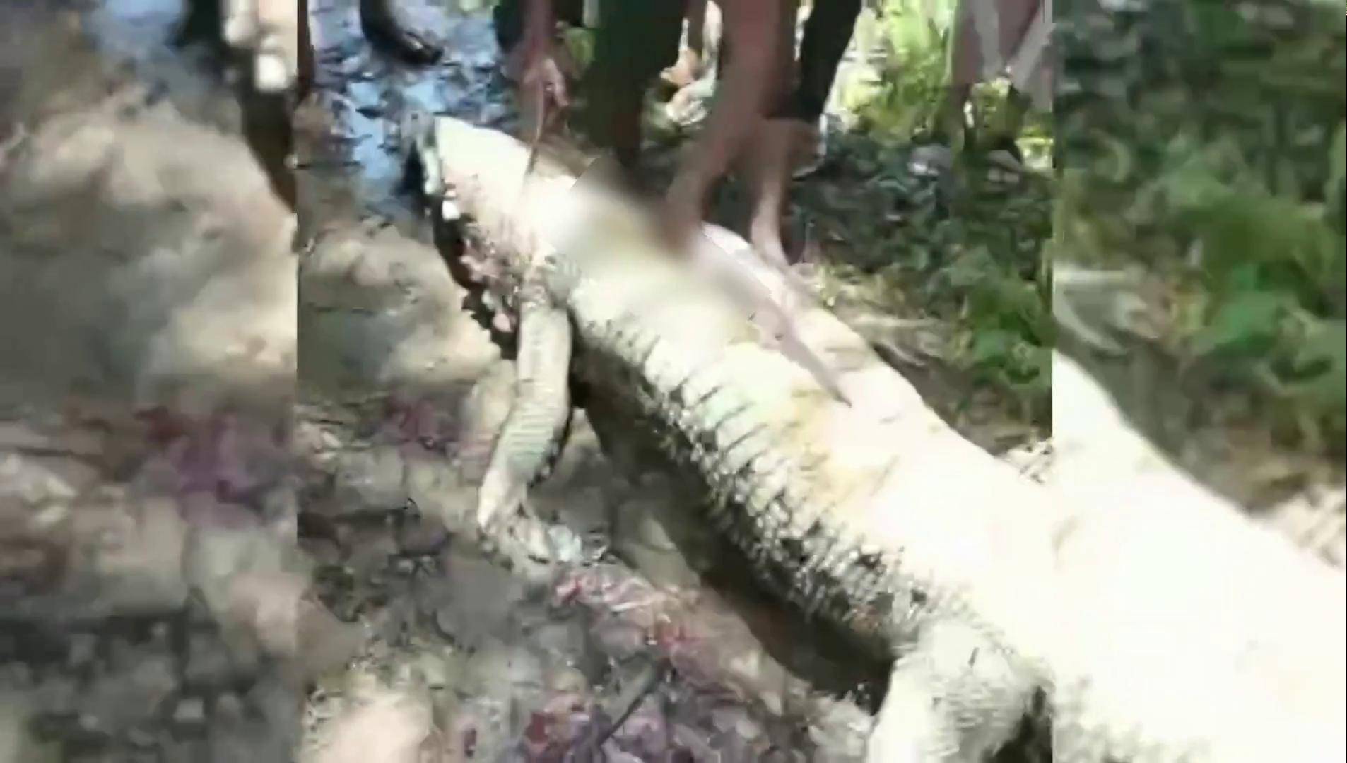村民找来挖掘机把鳄鱼抓到岸上,开膛破肚抢救小男孩野生动物零距离