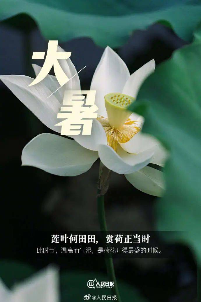 二十四节气 | 今日大暑,夏天最后一个节气_冯方圆_校对_陈世君