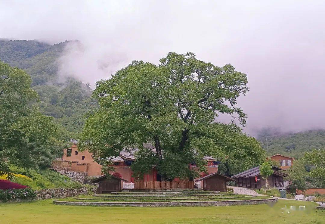 漾濞光明村:云端里的世外桃源_核桃树_乡村_文化村
