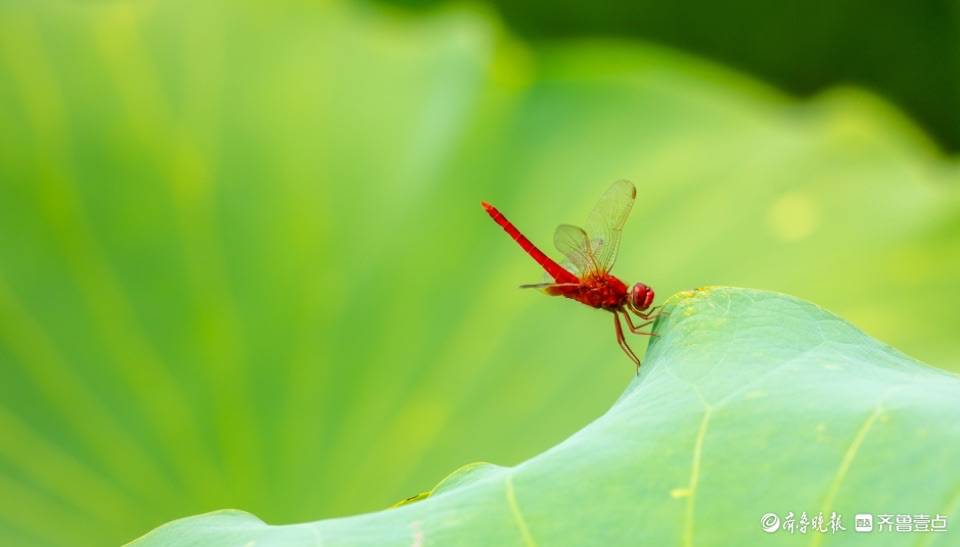 荷塘里的红蜻蜓_李锋