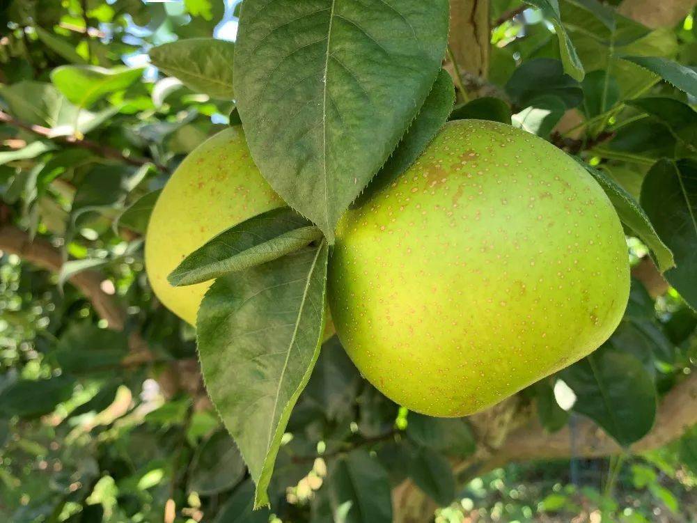 翠冠梨人称"六月雪",是早熟优良蜜梨品种.