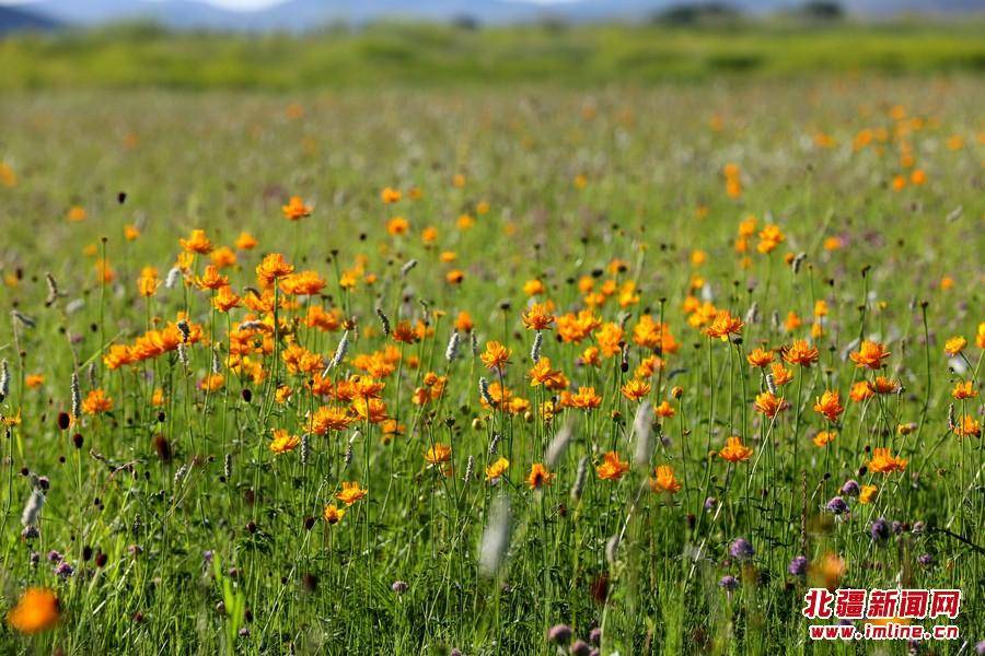 金莲川草原进入今夏最美盛花期_上都_正蓝旗_内蒙古