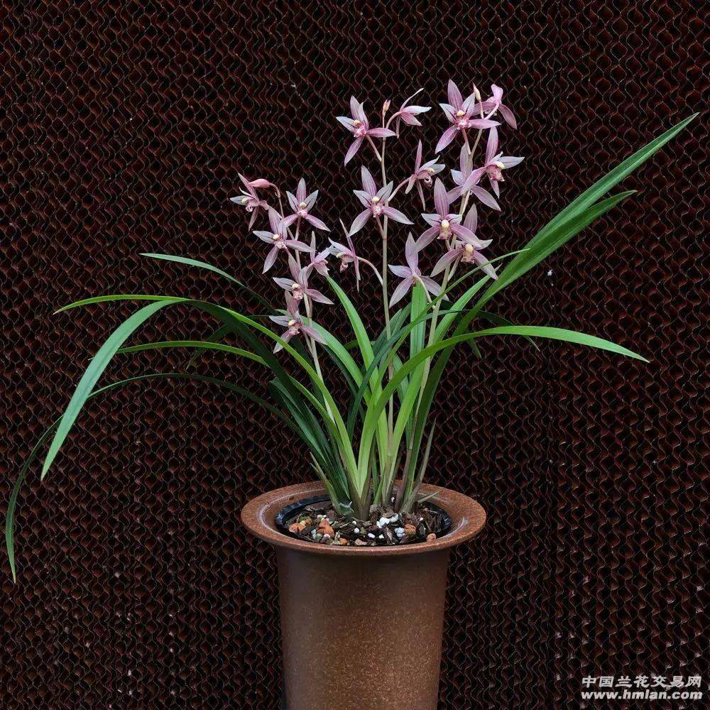 建兰市长红(欣赏篇)_本站_花开正_兰友