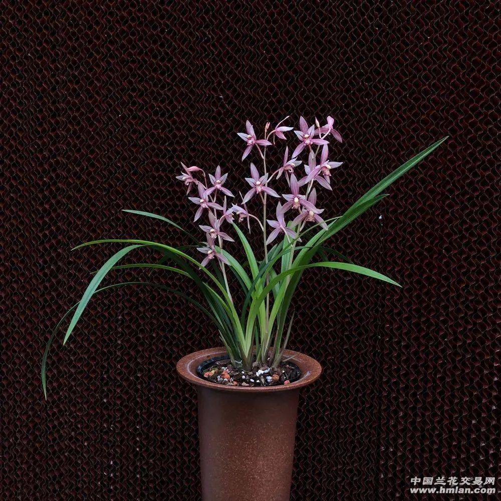 建兰市长红(欣赏篇)_本站_花开正_兰友