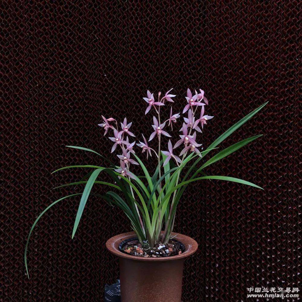 建兰市长红(欣赏篇)_本站_花开正_兰友