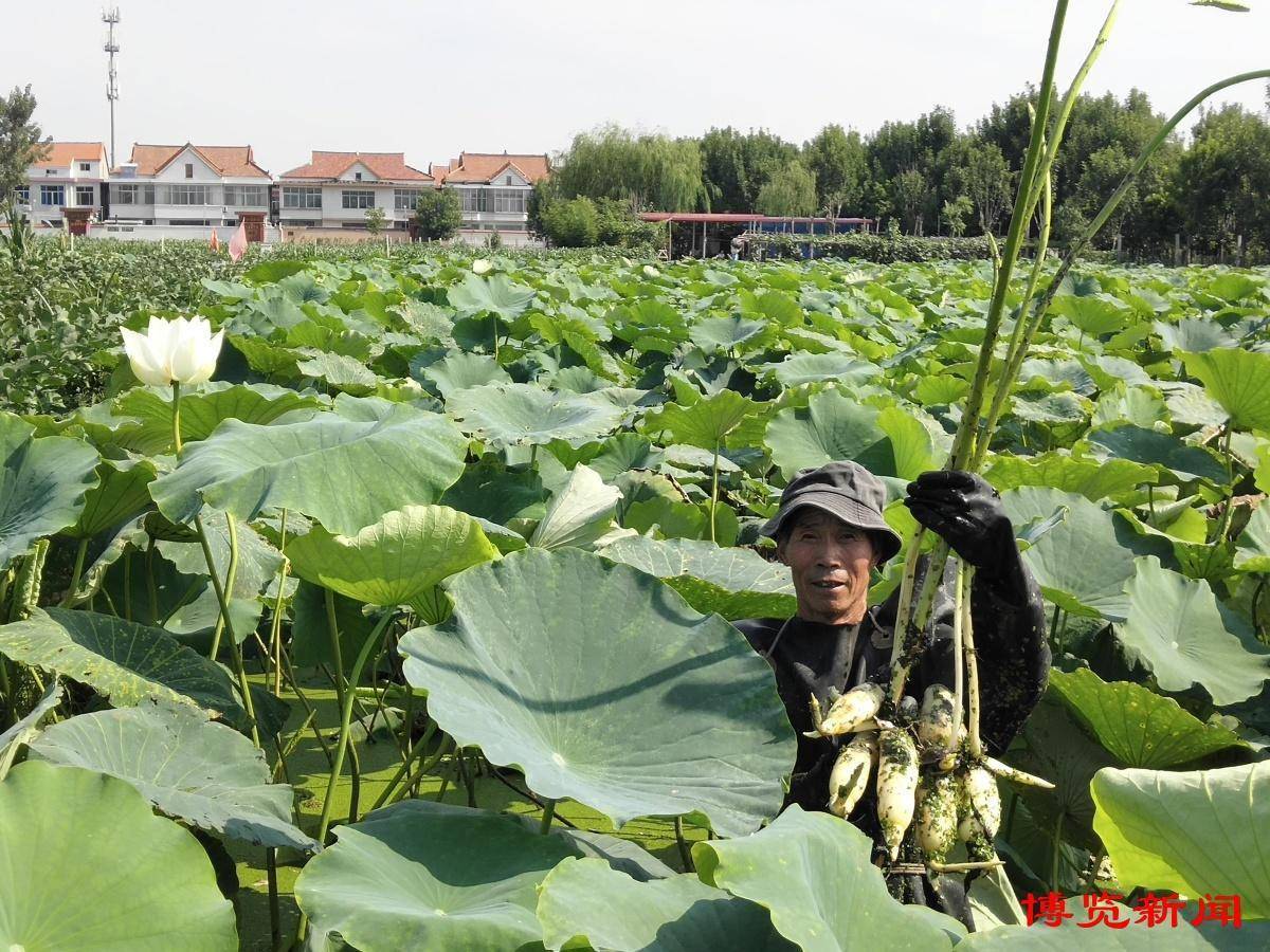 马踏湖鲜藕上市_桓台县_种植_白莲藕