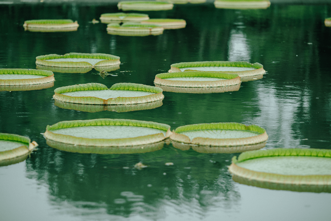 盛夏狂欢季|炎炎夏日,辰山植物园送上清凉"绿色心情"_优惠_高速公路