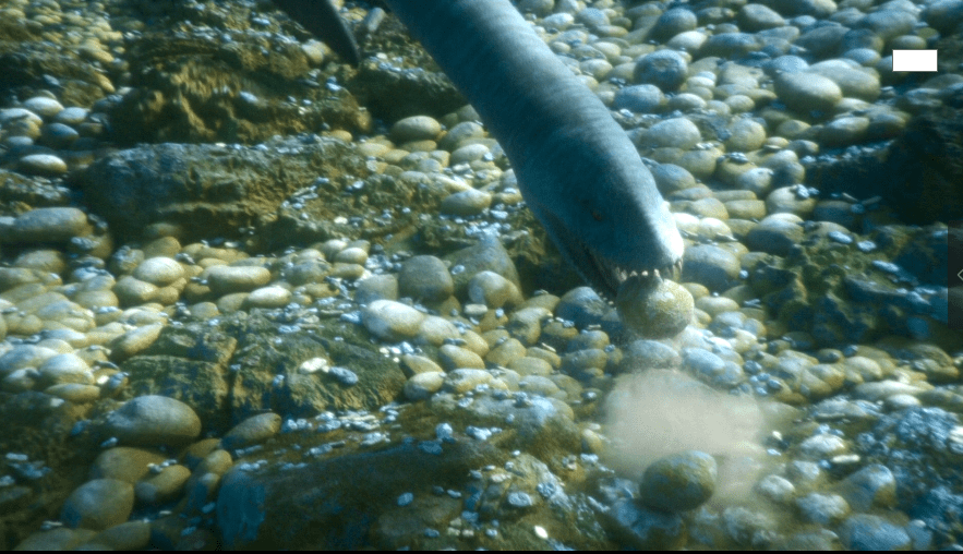 用户分享了一组有趣的照片,其中最显眼的当然是完整保存的神河龙头骨