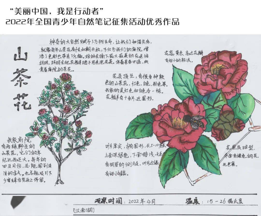 展播| "美丽中国,我是行动者"2022年青少年自然笔记征集活动优秀作品