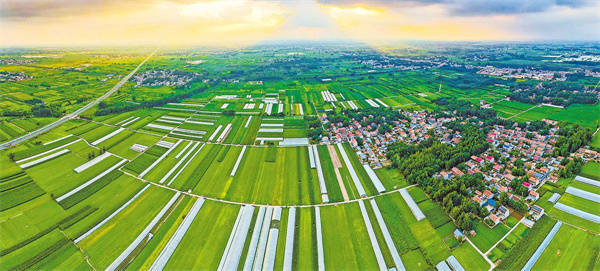 商丘市宁陵县阳驿乡:和美乡村绿意浓_设施_大棚_村落