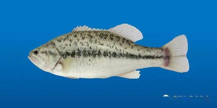 品种名称:大口黑鲈"优鲈3号"品种来源:大口黑鲈"