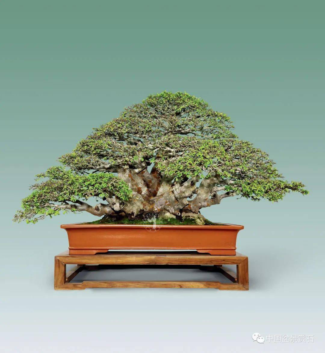 回顾| 2020中国尊中国盆景收藏家藏品国家大展作品群_cm_得分_真柏