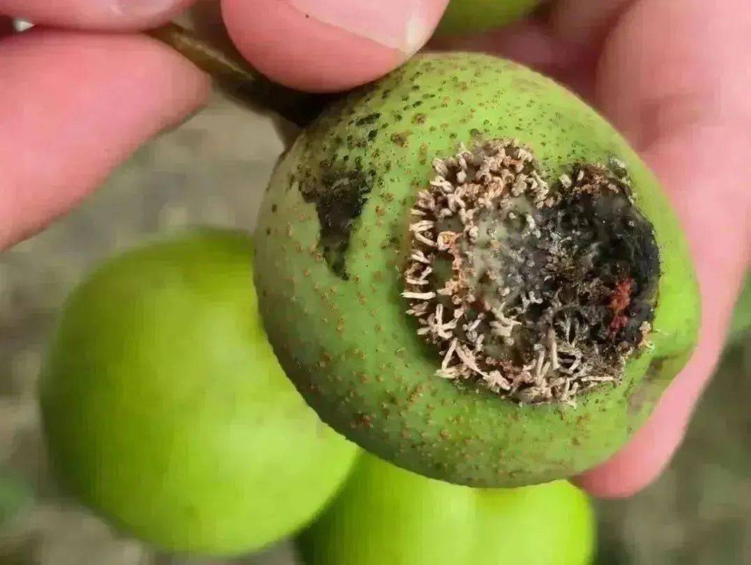 从大量的受害果实中发现了桃小食心虫,梨大食心虫和梨树梨象甲的幼虫