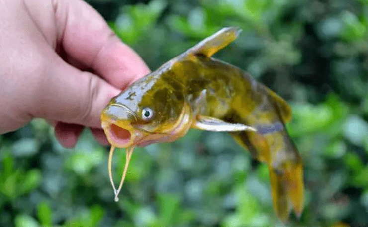 滑溜溜的,不穿衣服(没有鱼鳞)的美味——黄颡鱼_黄辣丁_秦巴_臀鳍