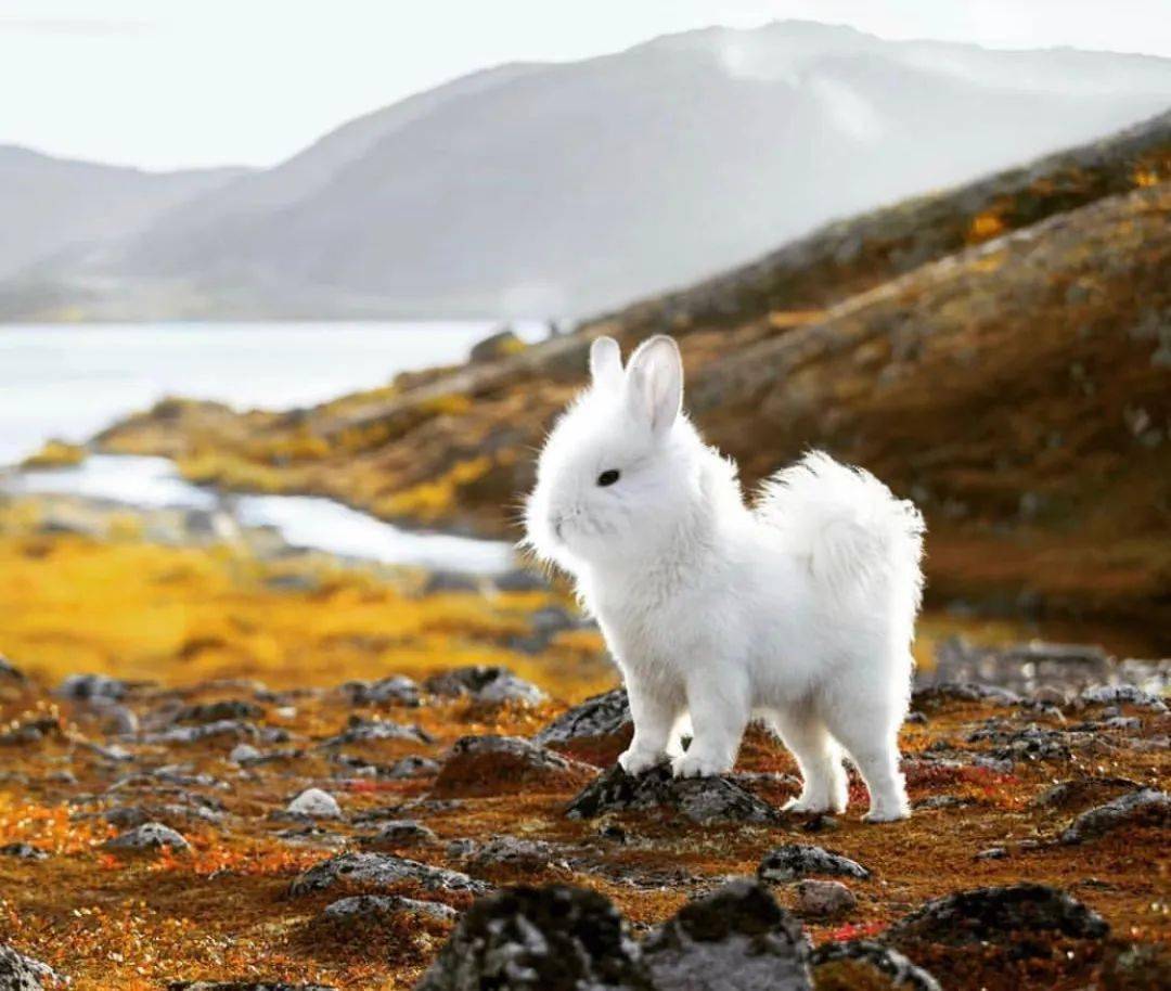 白龙马_合成_什么