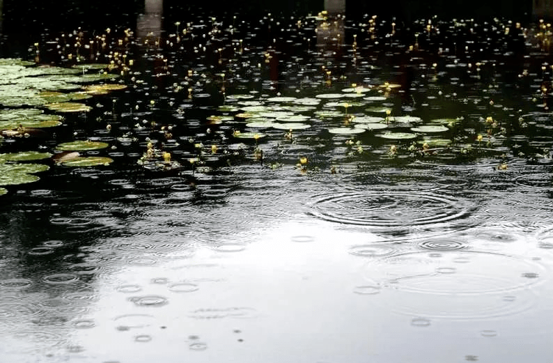 宏达文集 夏雨