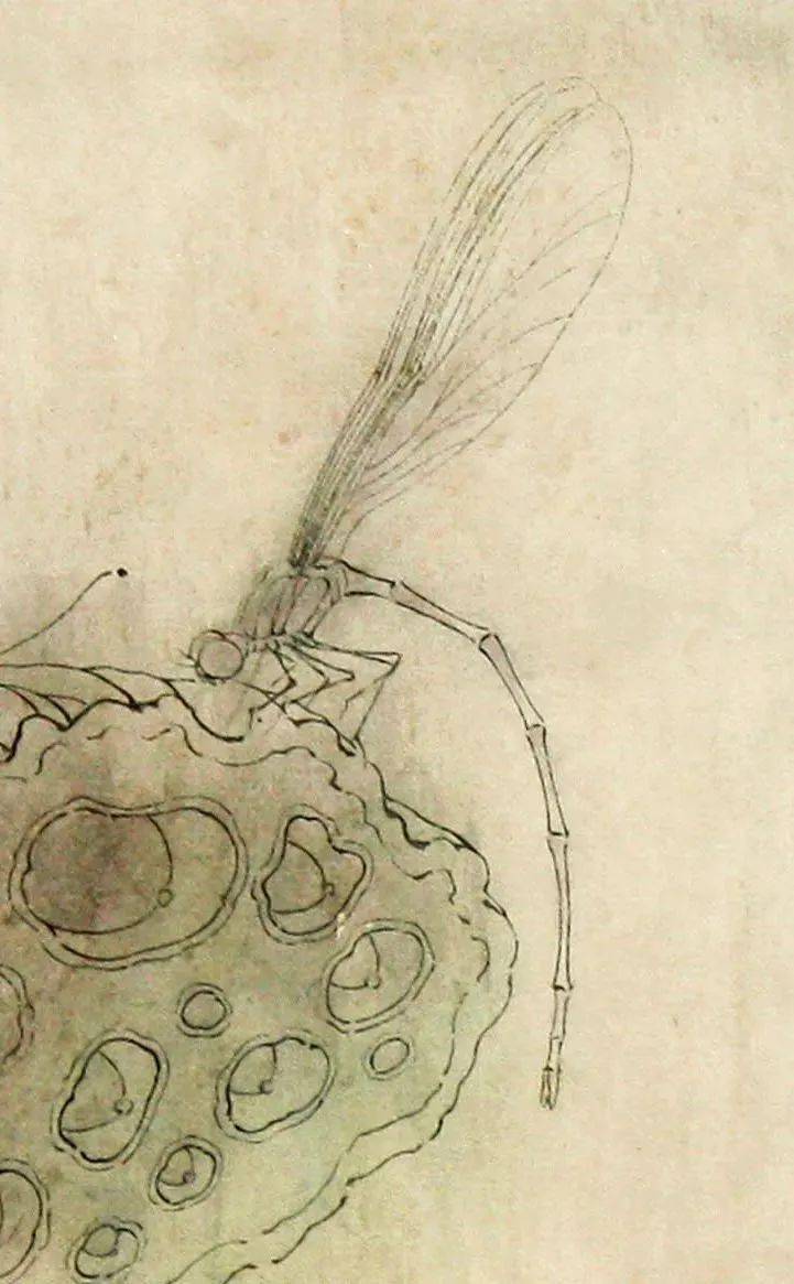 【国画教程】豆娘设色技法