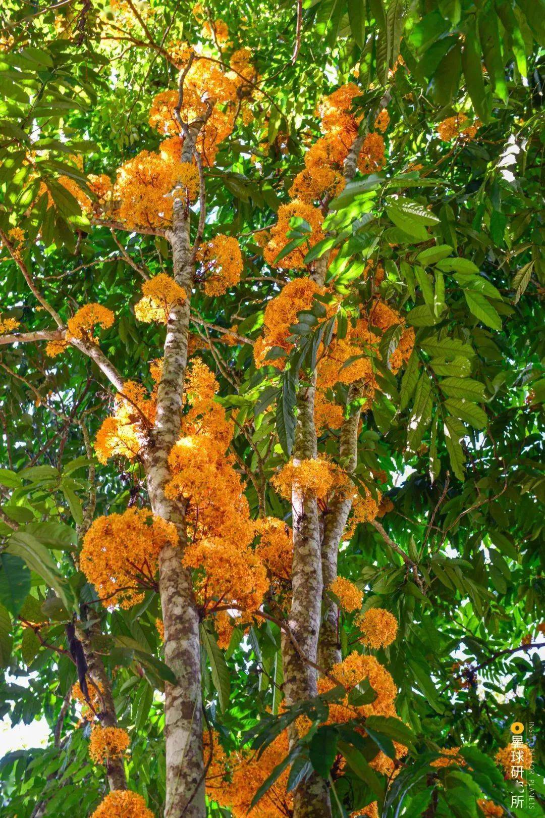 热带雨林_版纳_植物园