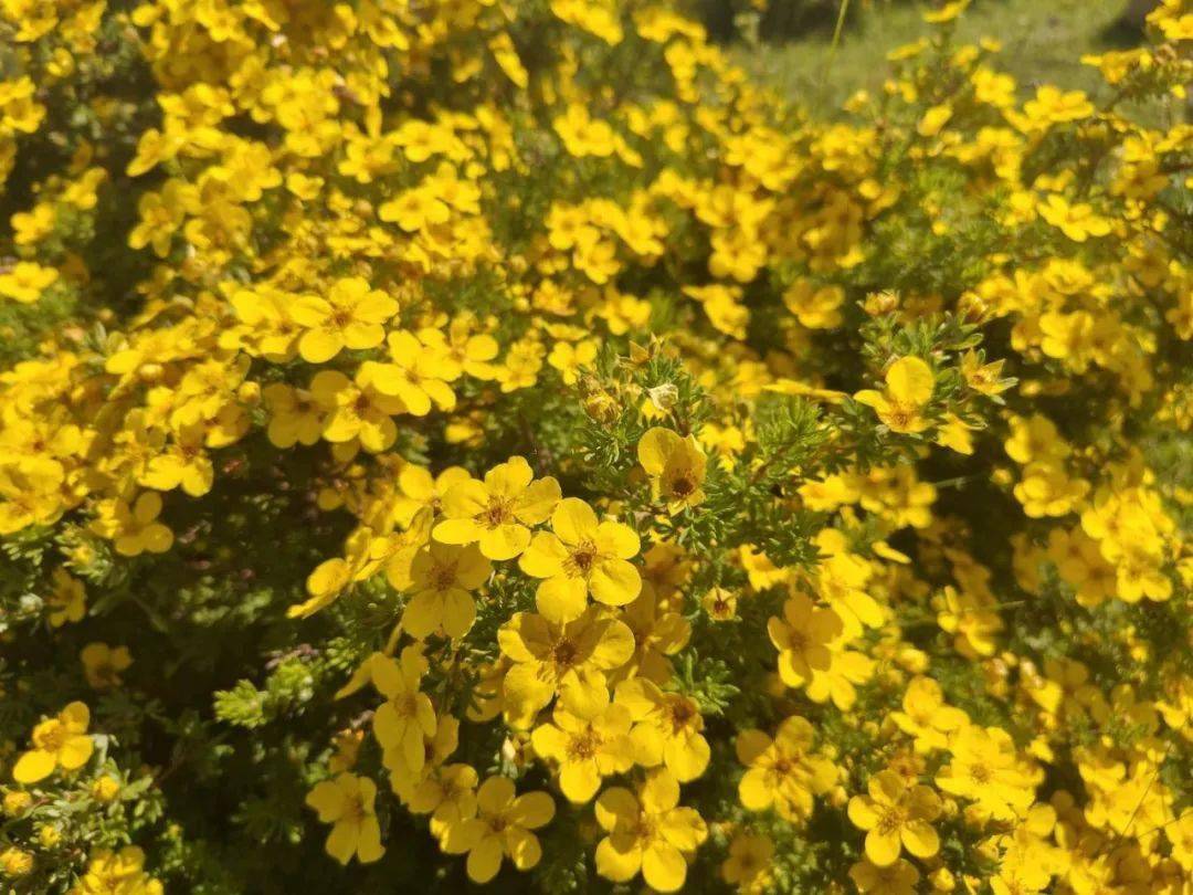 漫步积石山 与夏日的惬意撞个满怀_花儿_芍药_时光