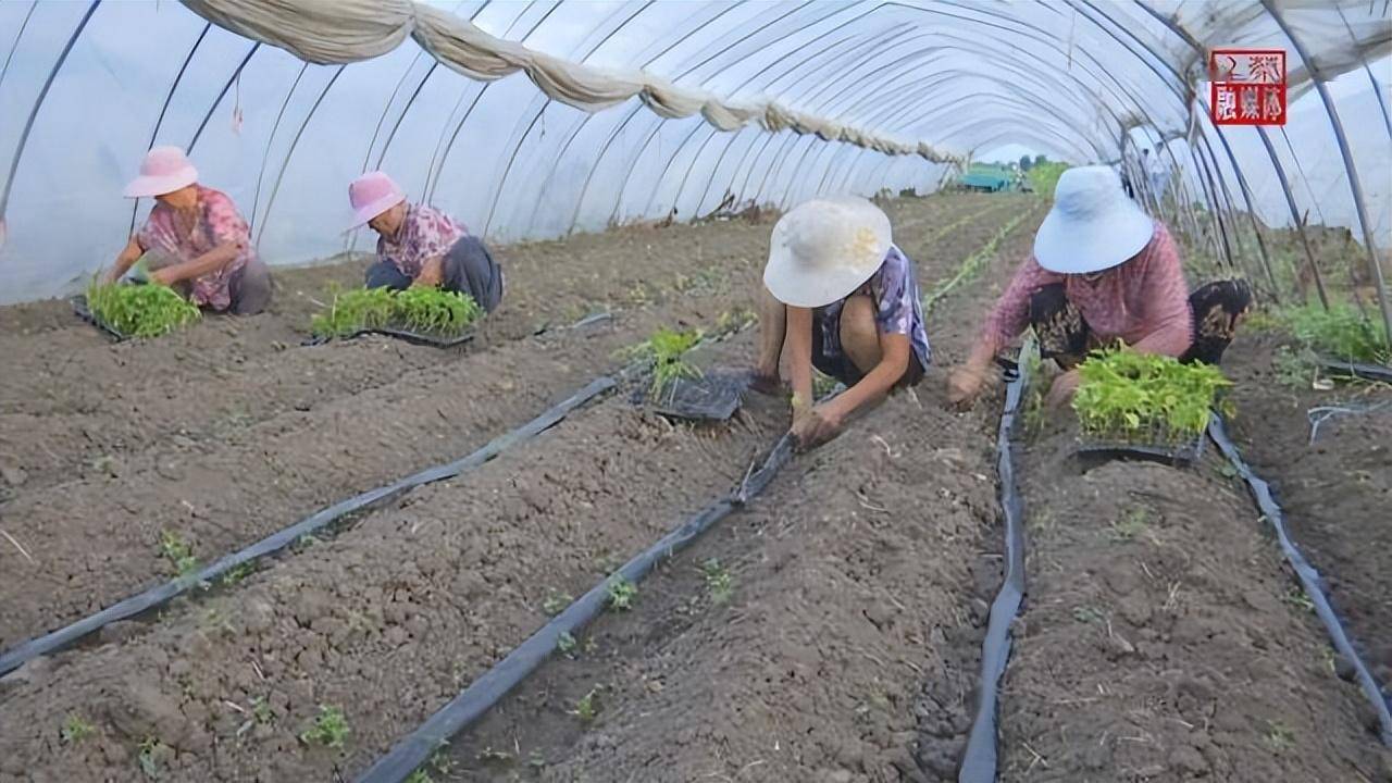 上蔡县齐海乡:订单辣椒种植忙_家庭农场_销售_大棚