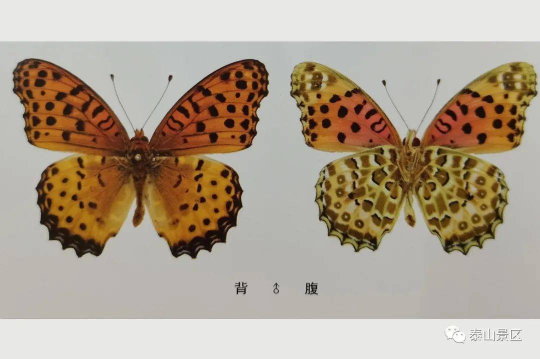 【泰山昆虫科普】——斐豹蛱蝶_白色_斑纹_黑色