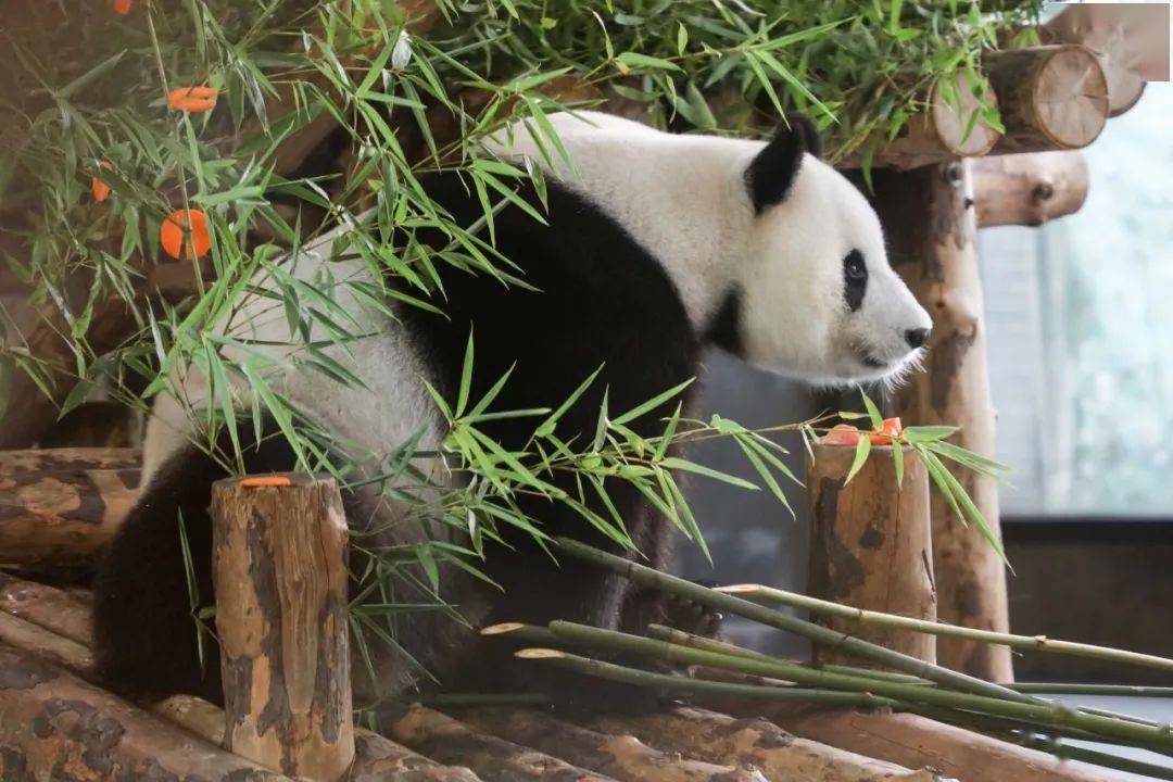 今天,大熊猫"嘉嘉"11岁啦!_康康_苹果_蛋糕