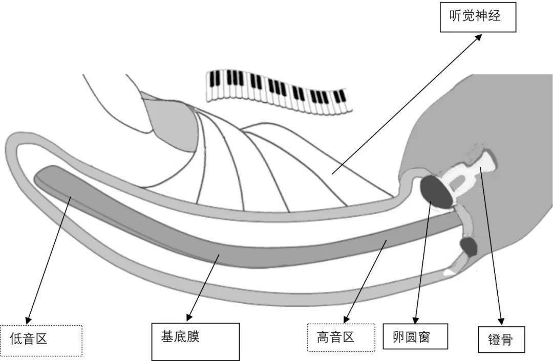 圆窗膜和卵圆窗膜图片