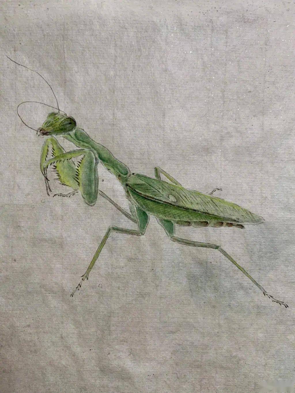 夏雨晒出他的书法和工笔,原来演戏只是他的业余爱好_专业_线条_作品