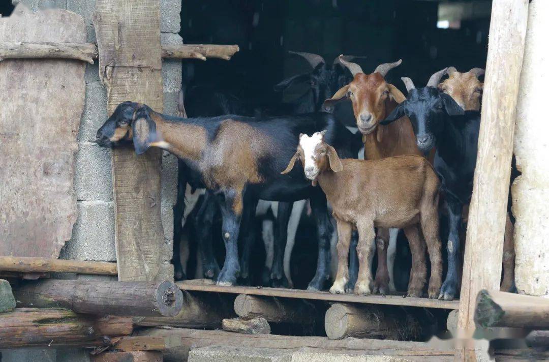 坚持10年,这个柳城人也做了让人"眼红"的事_韦勇_山羊_什么