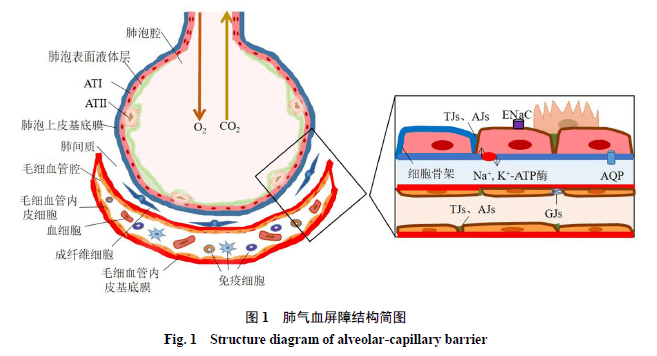 中药防治肺气血屏障功能障碍的研究进展_肺泡_细胞_调节