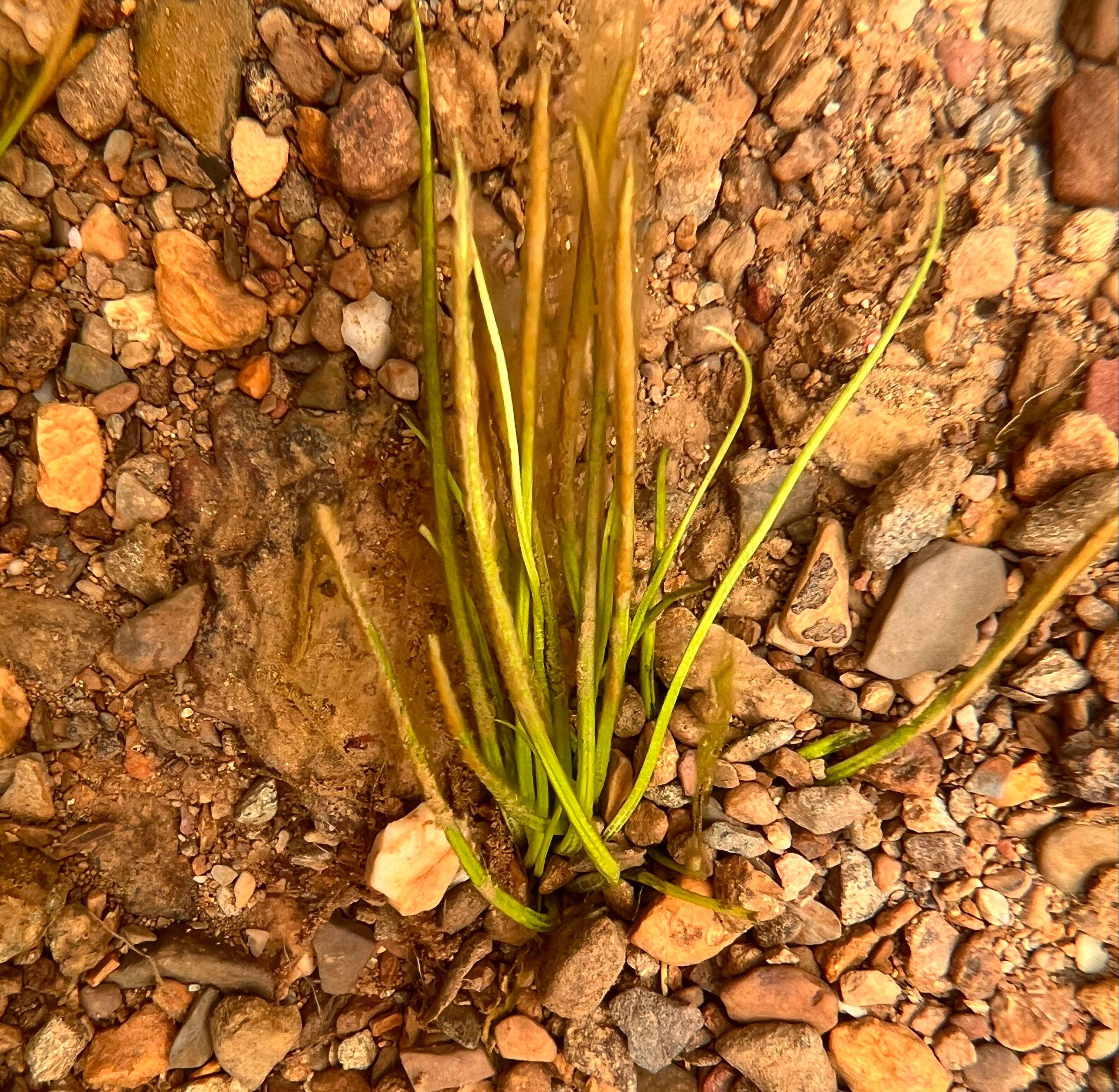 国家一级重点保护野生植物高寒水韭再现香格里拉_手机搜狐网