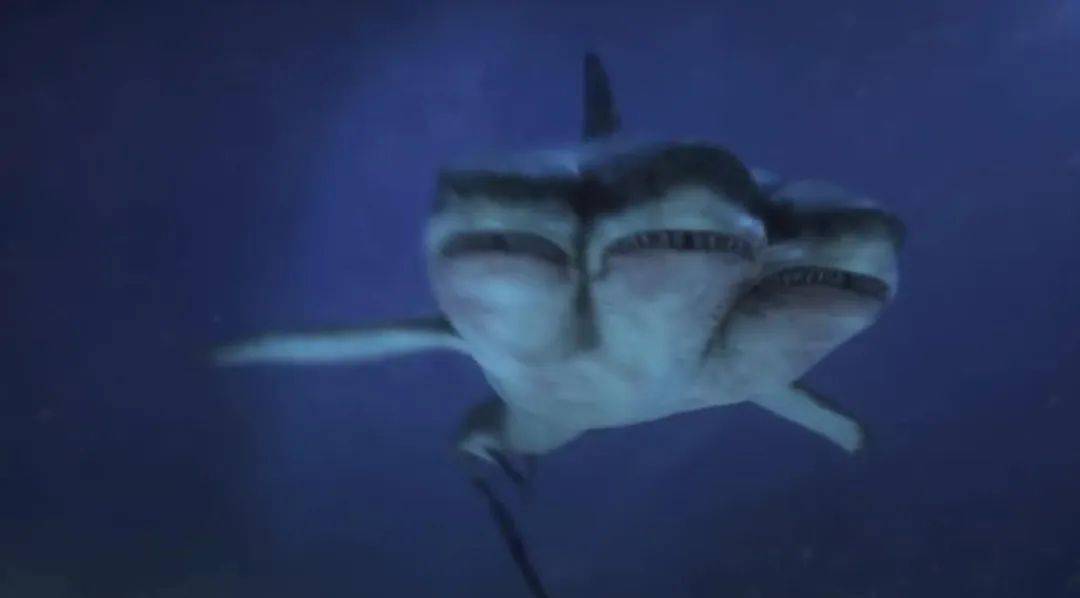 四头鲨 来自搜狐网