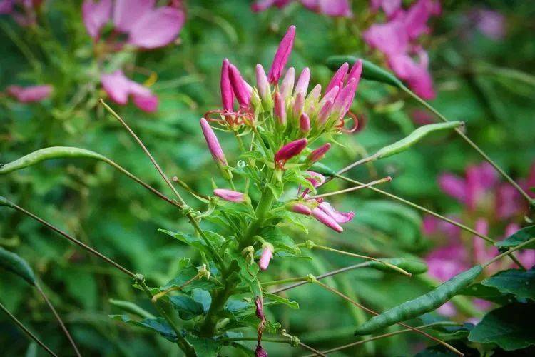 醉蝶花的花语是神秘,它的花朵在傍晚盛开,等太阳出来时就凋谢.