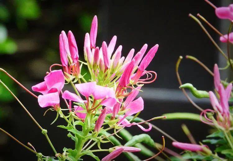 醉蝶花的花语是神秘,它的花朵在傍晚盛开,等太阳出来时就凋谢.