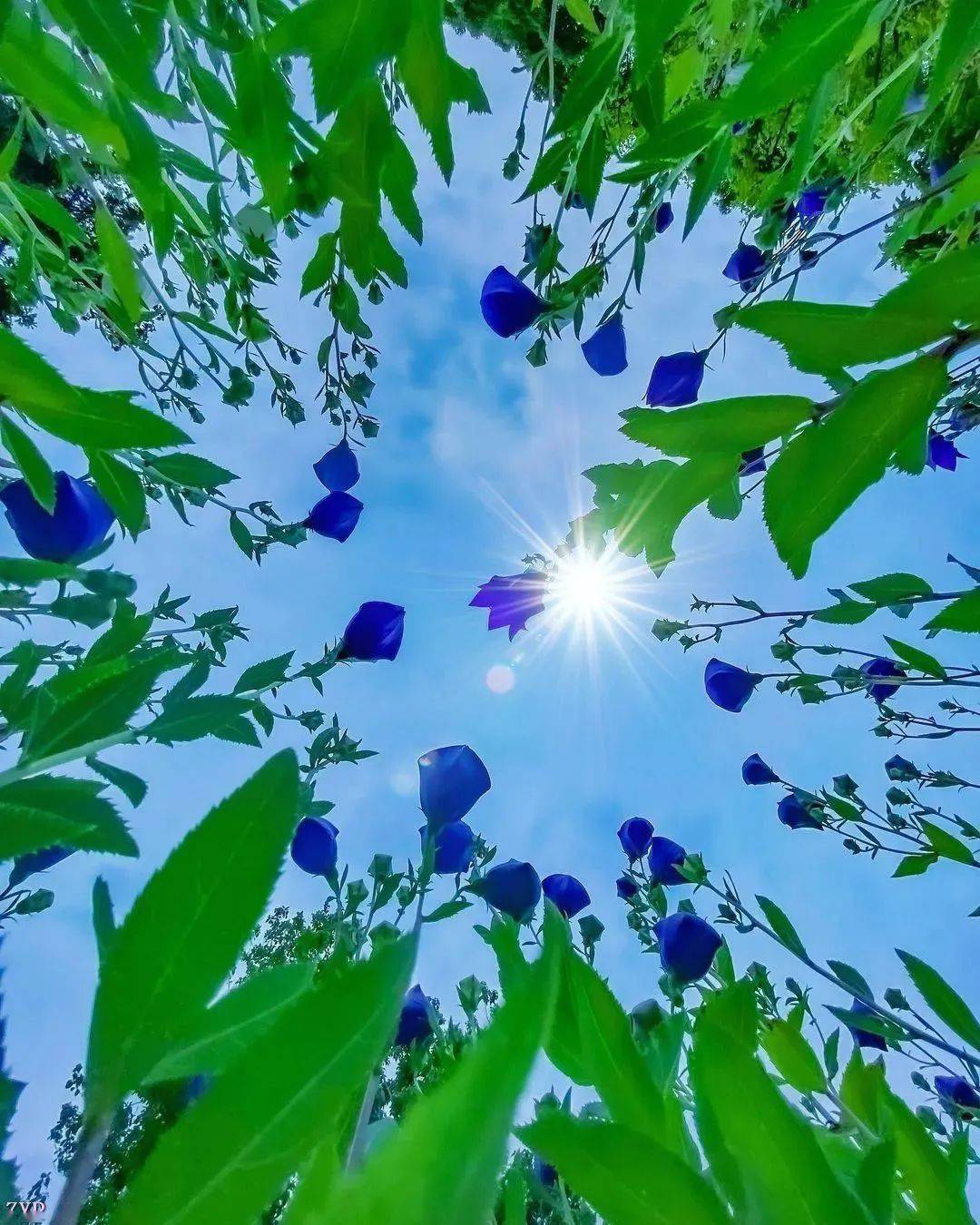 仰望天空看到神奇的一幕