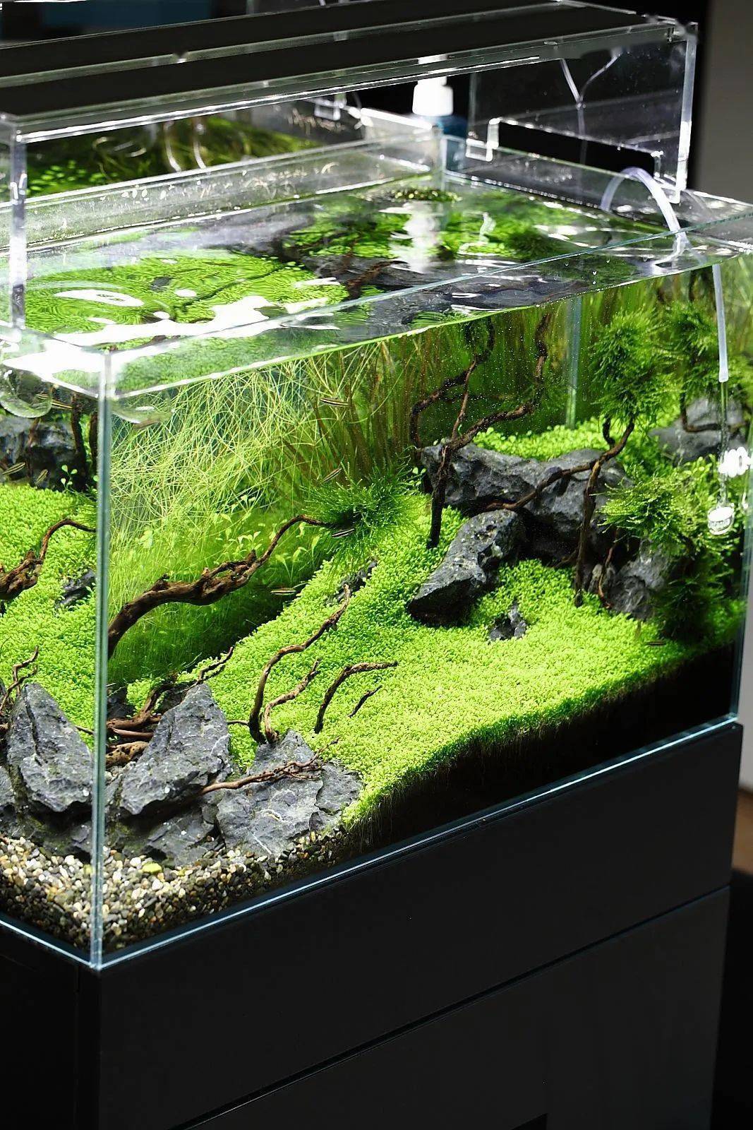 潮流退休新思路:真·养鱼_鱼缸_南美_因为