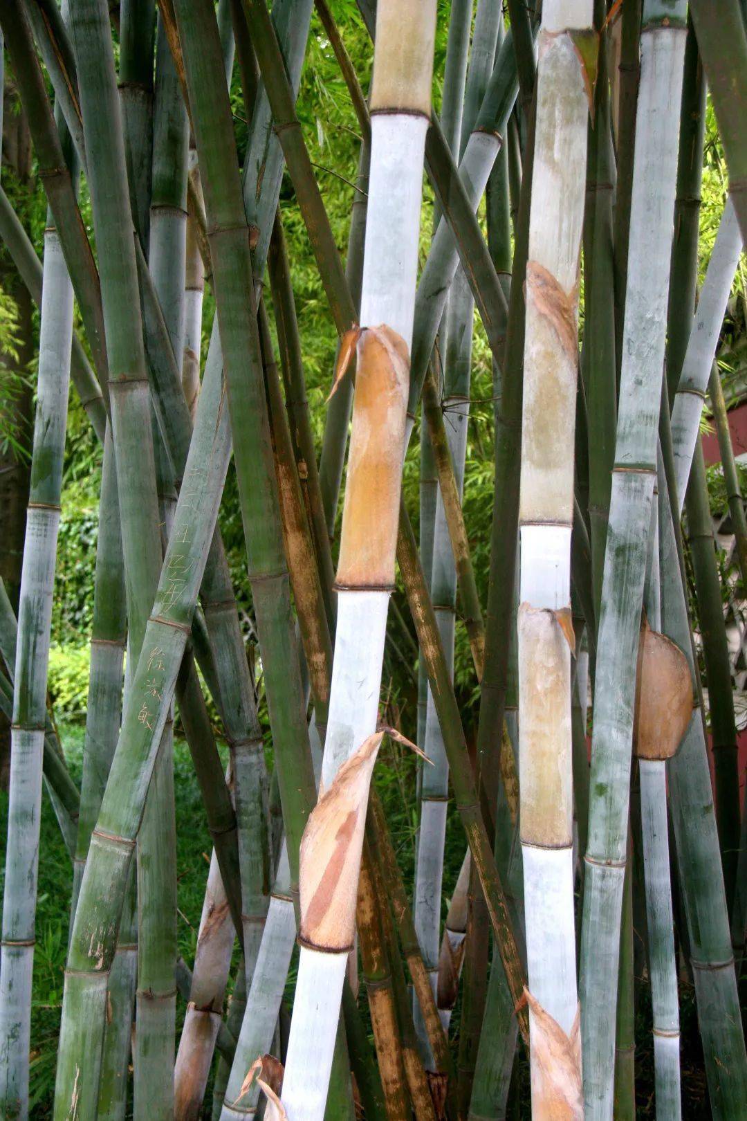 【竹业科普】植物家族之竹类植物大鉴赏_特征_cm_用途