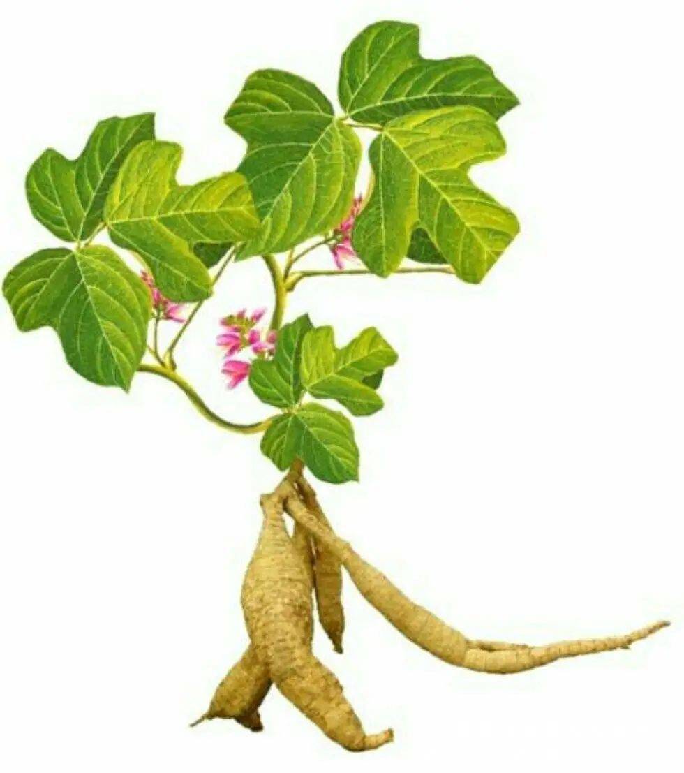 异名鸡齐根,干葛,甘葛,粉葛等葛根