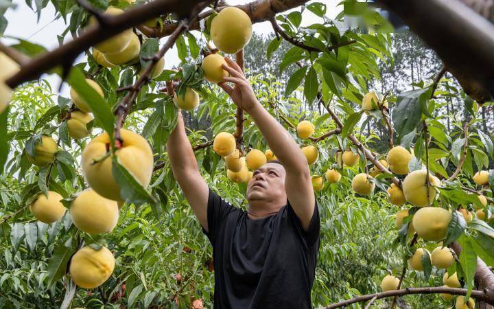 石棉:黄桃成熟 丰收果香飘四方_周万龙_果园_雅安