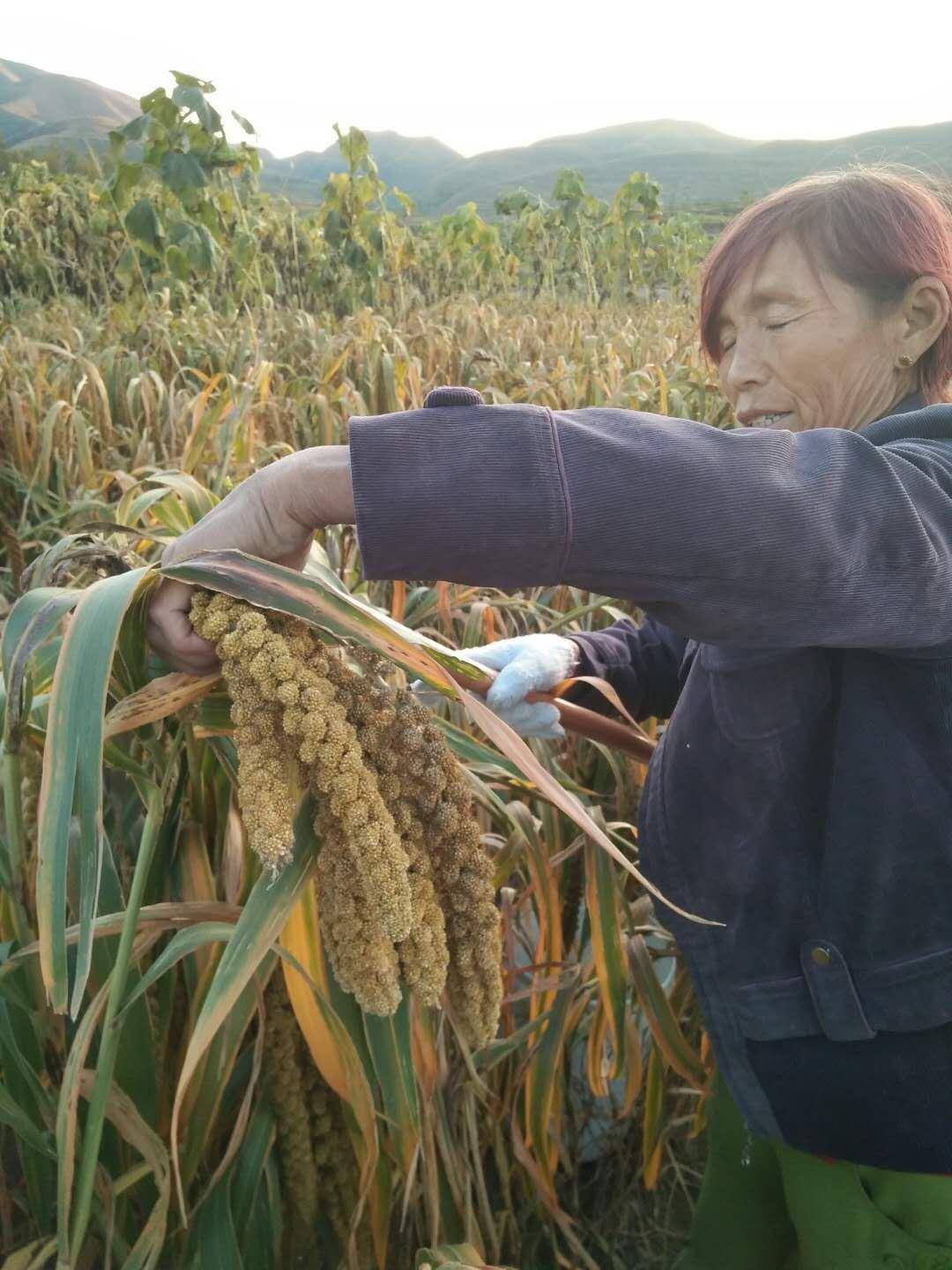 “四好”种植+京东农场加持，共谱羊肥小米成长记 - 知乎