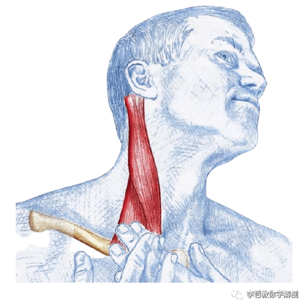 胸锁乳突肌之「解剖与功能」