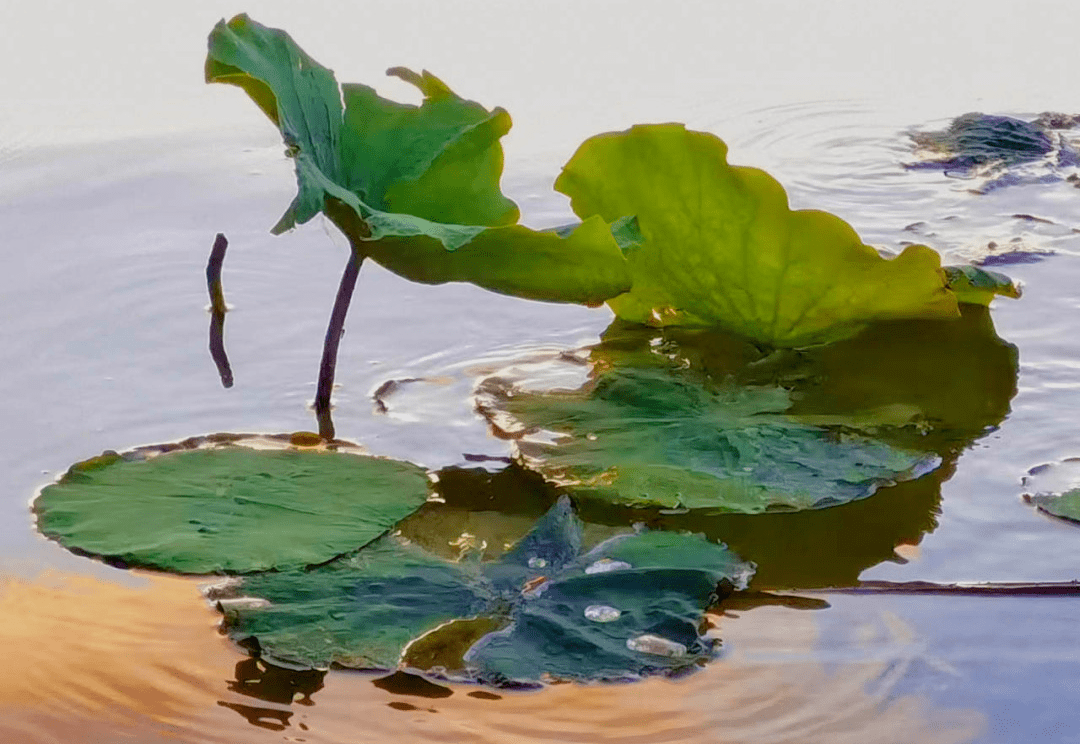 娇色 满园深浅色 照在绿波中荷叶自怜 疏影清浅花自艳昳 叶翠如烟瞧这夏日