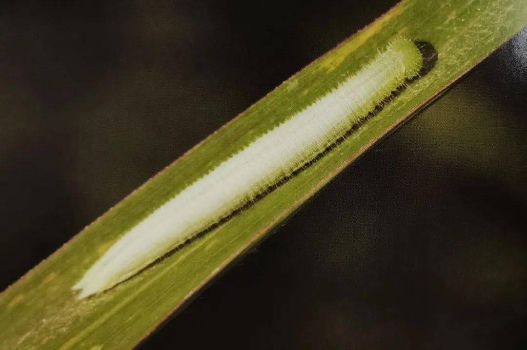 【泰山昆虫科普】——斗毛眼蝶