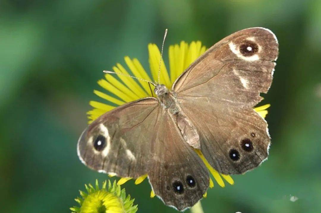 【泰山昆虫科普】——斗毛眼蝶