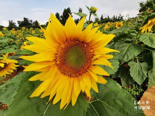 有一种叫云南的生活|荷花葵花次第开,晋宁小渔村等你来_向日葵_盛花期